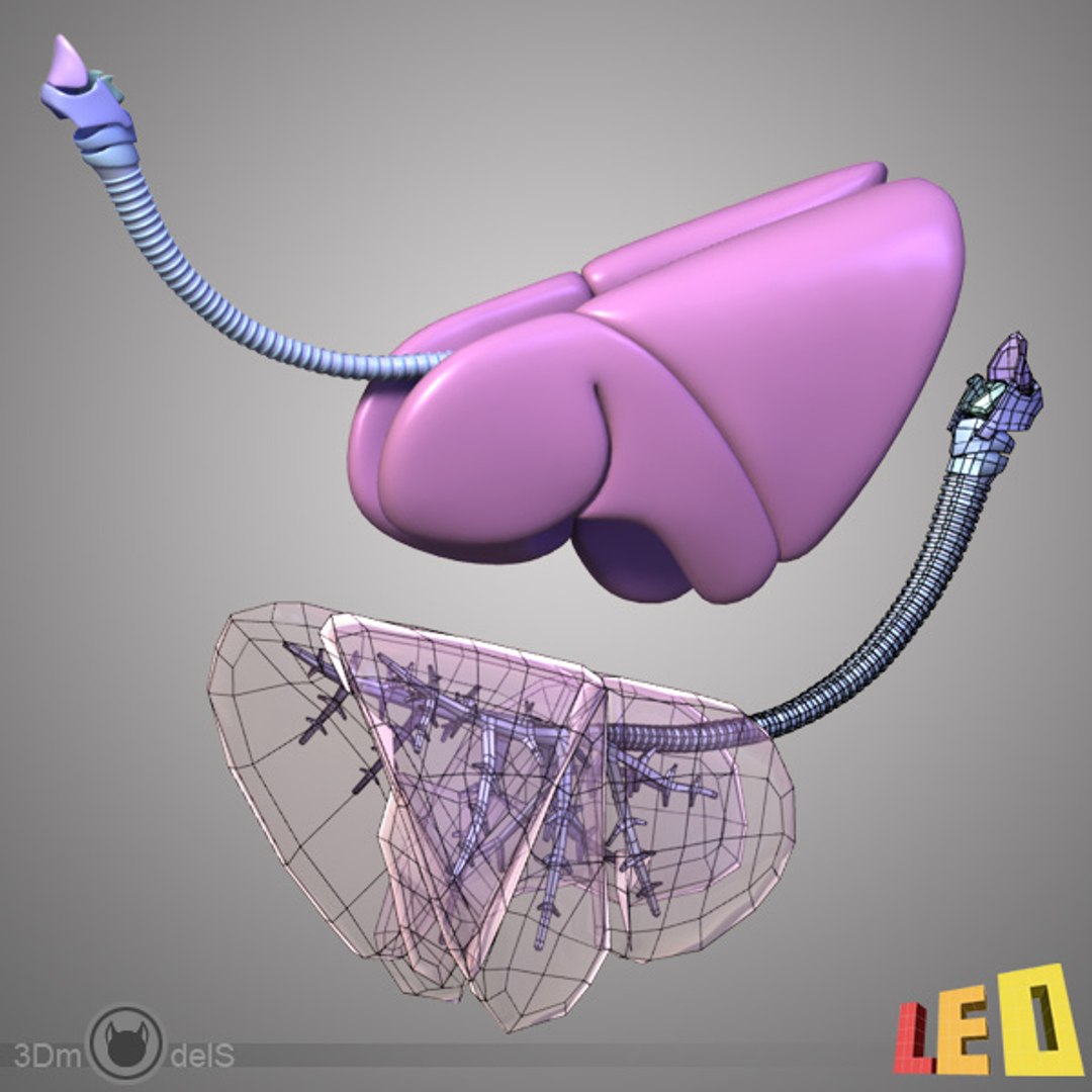 cat anatomy 3d 3ds https://p.turbosquid.com/ts-thumb/2j/JpwQE7/v2ASx8so/cat_anatomy_d01/jpg/1346101815/1920x1080/fit_q87/69cf96eb10656f26ea1bd2156be25c95072fd50f/cat_anatomy_d01.jpg