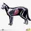 Cat Anatomy