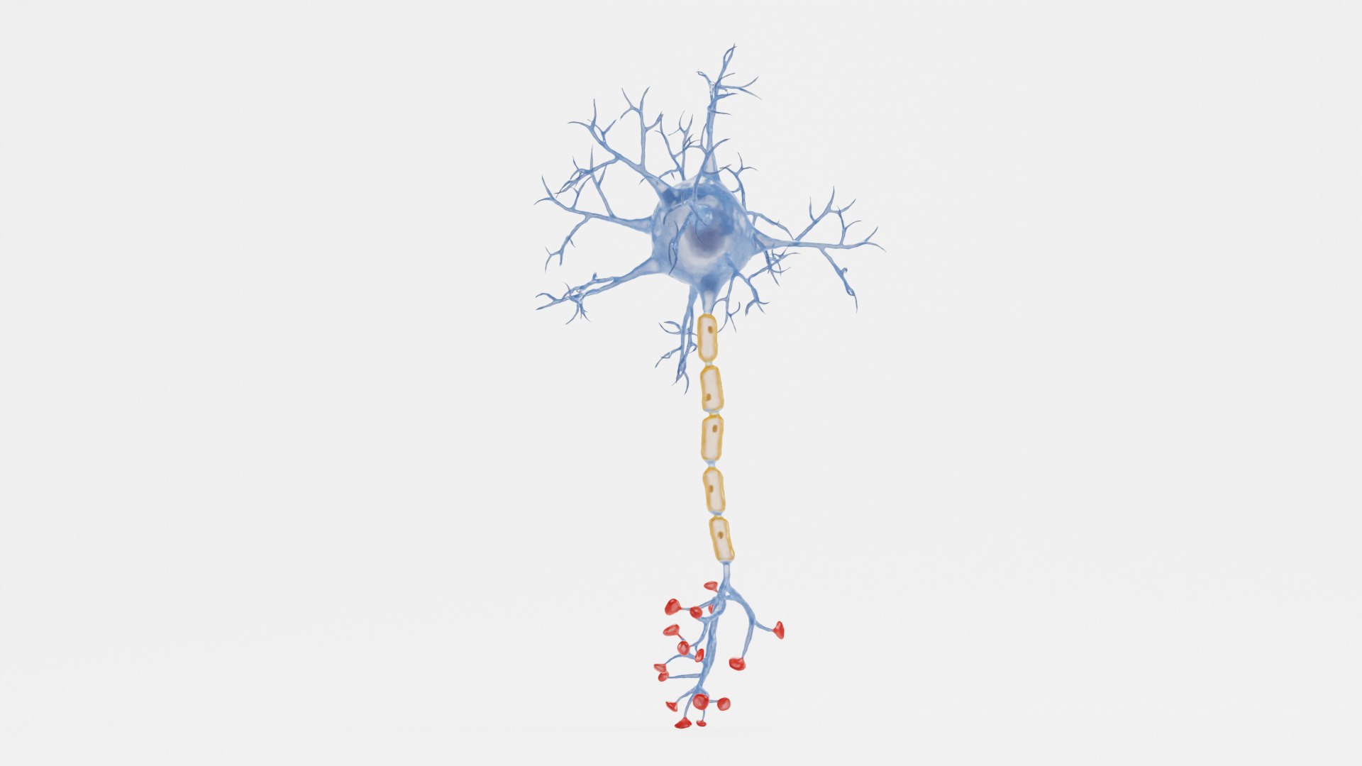 3D model Neuron https://p.turbosquid.com/ts-thumb/2j/Y7ePR6/cA/neuronc/png/1628093174/1920x1080/fit_q87/b23ec3eaac11c877c68770f2a8a5de04fc484de4/neuronc.jpg