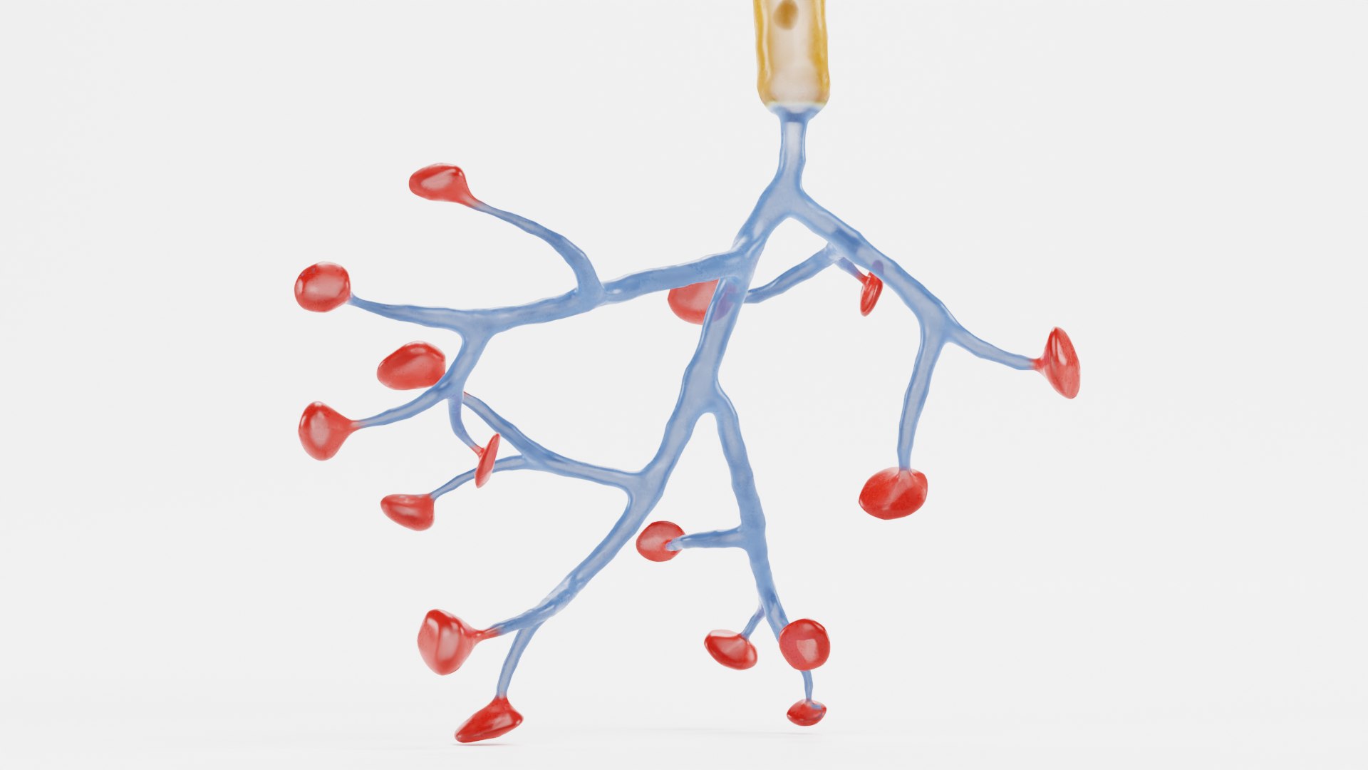 3D model Neuron https://p.turbosquid.com/ts-thumb/2j/Y7ePR6/nK/neuronk/png/1628093184/1920x1080/fit_q87/f9f463b1fbba8ddb9732f031bdc440e3e278a755/neuronk.jpg