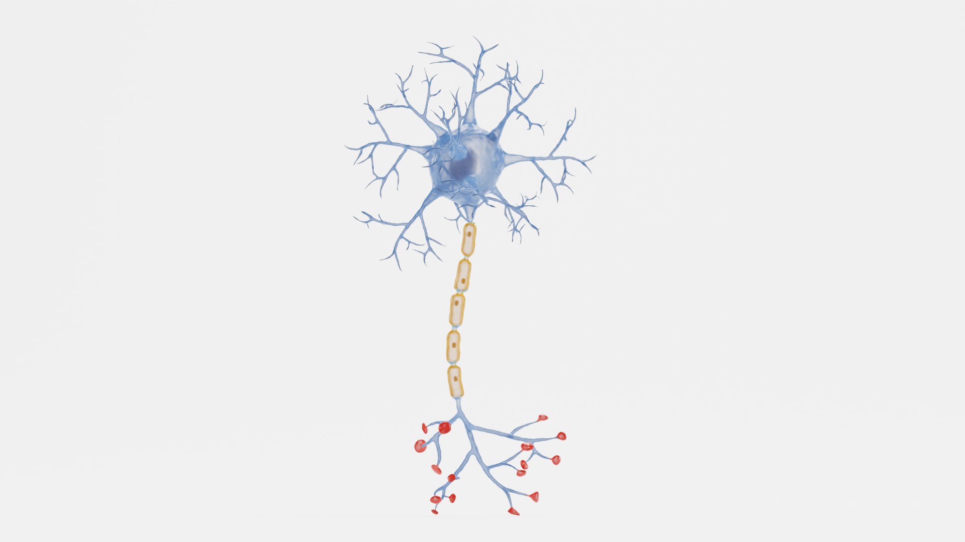 3D model Neuron https://p.turbosquid.com/ts-thumb/2j/Y7ePR6/xS/neurond/png/1628093176/1920x1080/fit_q87/777b621c10ff51b1c290fedac8db3f137338cf3c/neurond.jpg
