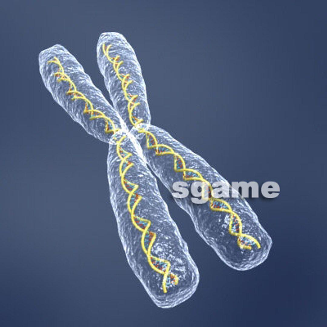 chromosome bacteria neuron cell 3d 3ds