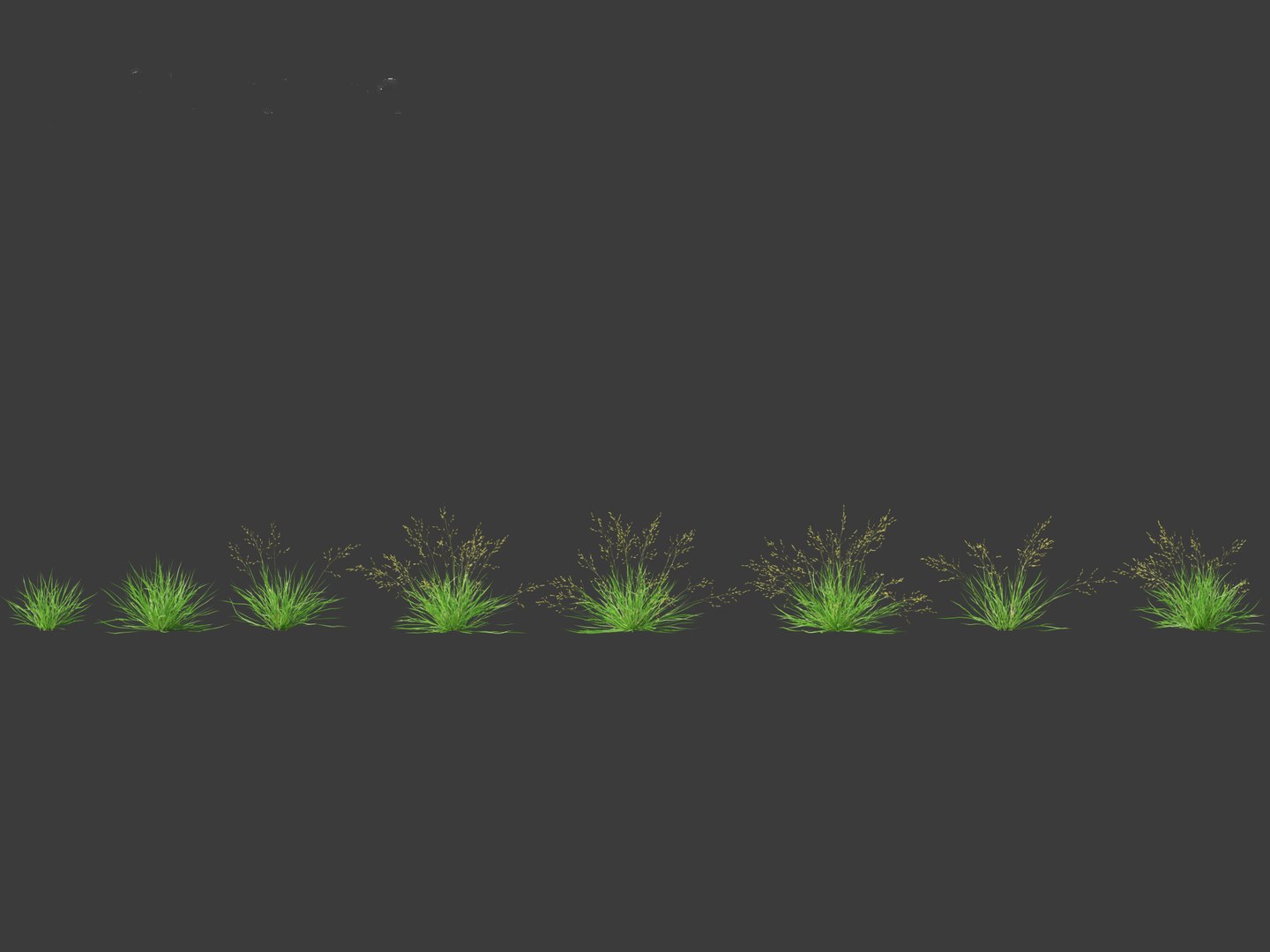 Poa Annua - Annual Meadow Grass 3D Model - TurboSquid 2126634