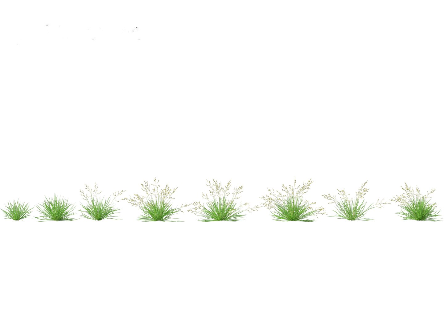 Poa Annua - Annual Meadow Grass 3D Model - TurboSquid 2126634