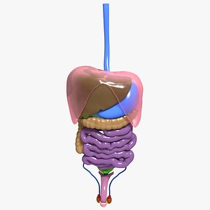 human abdominal organs 3d model
