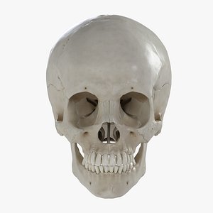 Anatomically correct human skull