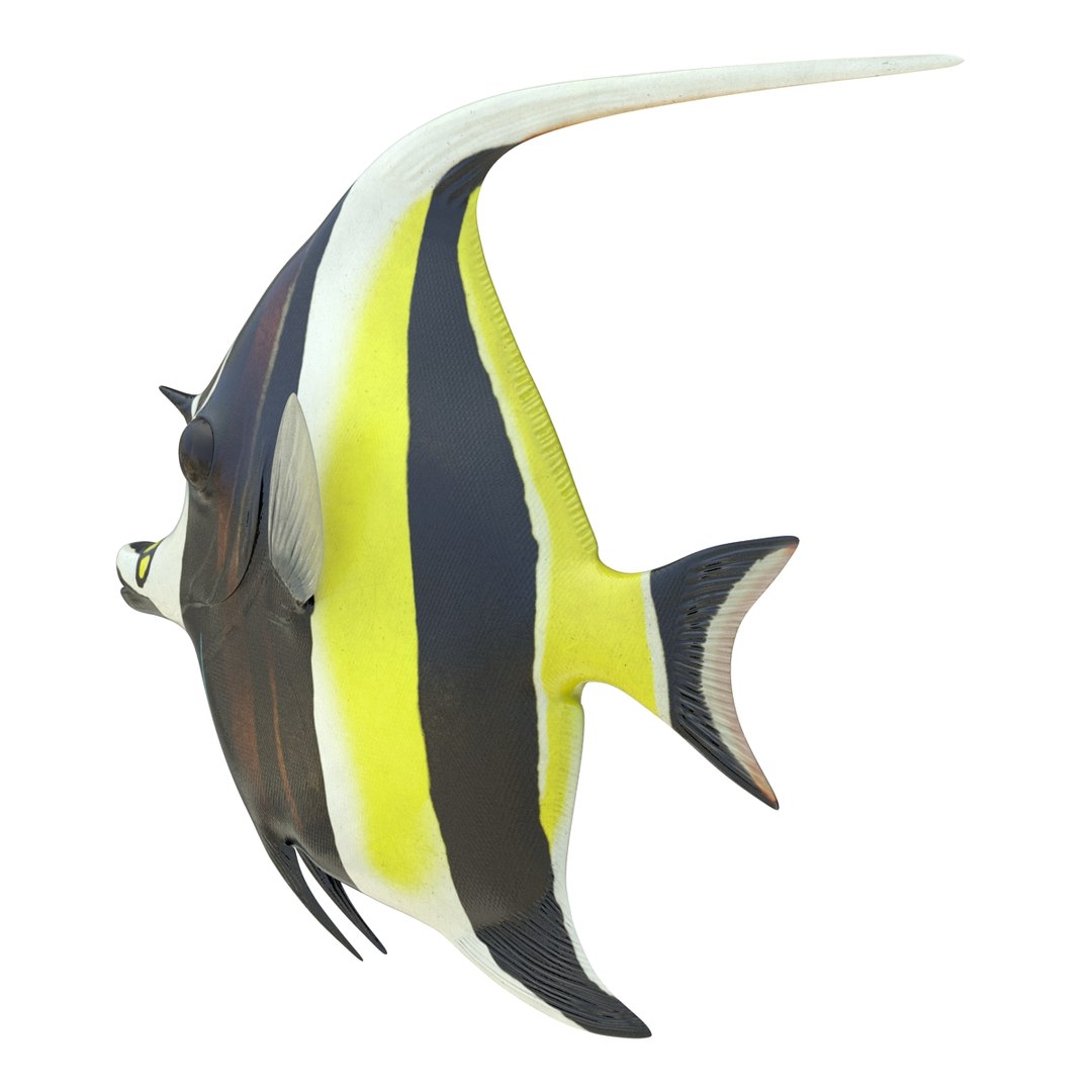 moorish idol fish 3d c4d https://p.turbosquid.com/ts-thumb/2k/KLcZ4C/354qipV2/moorishidolfish3dmodel05/jpg/1461569307/1920x1080/fit_q87/f76f8143887c4ecc73586d520d9b4a94da7b1ef9/moorishidolfish3dmodel05.jpg
