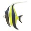 Moorish Idol Fish