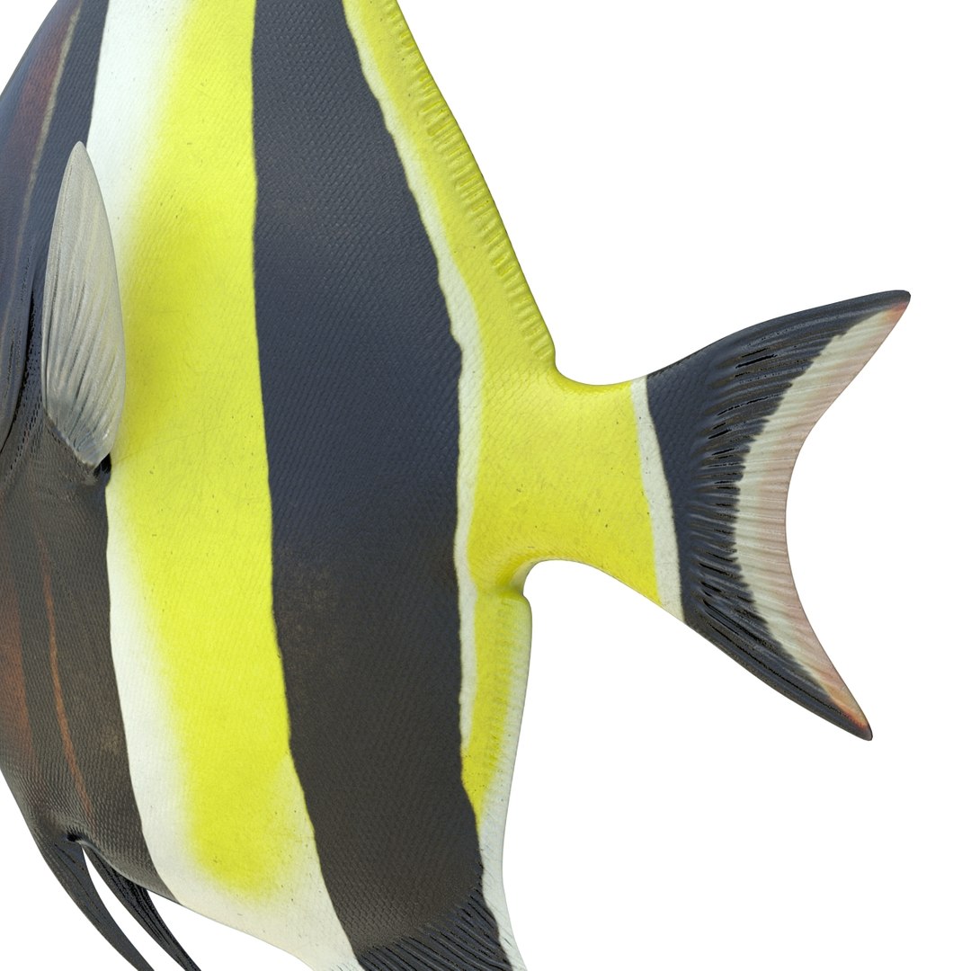 moorish idol fish 3d c4d https://p.turbosquid.com/ts-thumb/2k/KLcZ4C/FazfZPix/moorishidolfish3dmodel25/jpg/1461569308/1920x1080/fit_q87/c648db1d9c5fe1680aa5663cda924db99576a5da/moorishidolfish3dmodel25.jpg