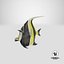 Moorish Idol Fish