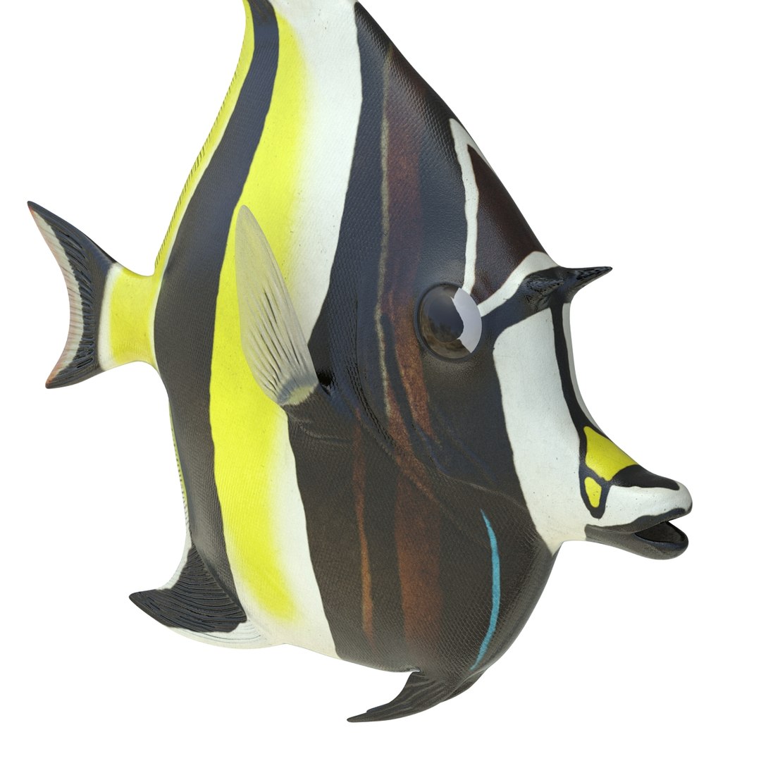 moorish idol fish 3d c4d https://p.turbosquid.com/ts-thumb/2k/KLcZ4C/PVmVinFN/moorishidolfish3dmodel18/jpg/1461569308/1920x1080/fit_q87/a6c113a5e6c748c969bb0d5799a01a06347b7125/moorishidolfish3dmodel18.jpg