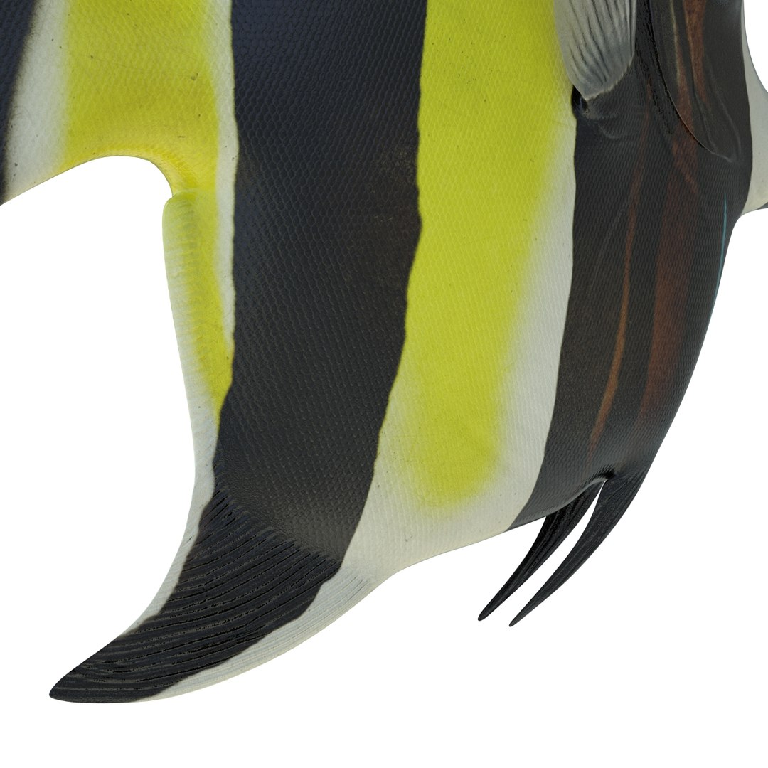 moorish idol fish 3d c4d https://p.turbosquid.com/ts-thumb/2k/KLcZ4C/UC1cq1E3/moorishidolfish3dmodel26/jpg/1461569308/1920x1080/fit_q87/7f75ef74e581955f74bf8d67f7a67b910c12d49f/moorishidolfish3dmodel26.jpg