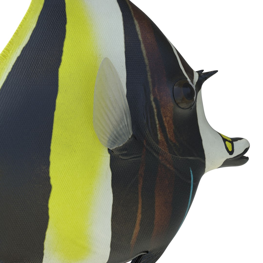 moorish idol fish 3d c4d https://p.turbosquid.com/ts-thumb/2k/KLcZ4C/YDUTlvkF/moorishidolfish3dmodel19/jpg/1461569308/1920x1080/fit_q87/3abf659956c996f2b62fde61e6d74d00d712f073/moorishidolfish3dmodel19.jpg