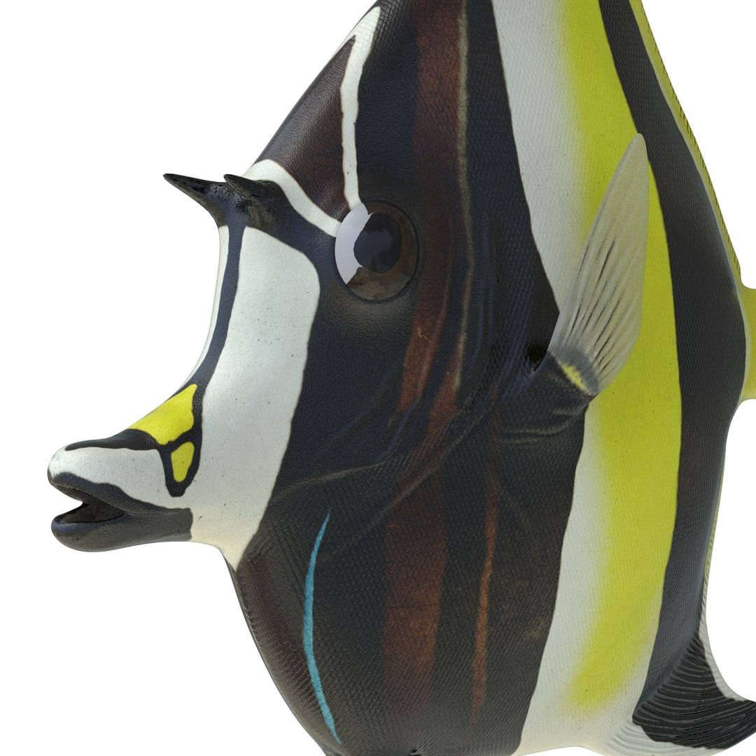 moorish idol fish 3d c4d https://p.turbosquid.com/ts-thumb/2k/KLcZ4C/Yy18CGfw/moorishidolfish3dmodel22/jpg/1461569308/1920x1080/fit_q87/2fe6ae855934fb00cdfdf6675283534ea99e413a/moorishidolfish3dmodel22.jpg