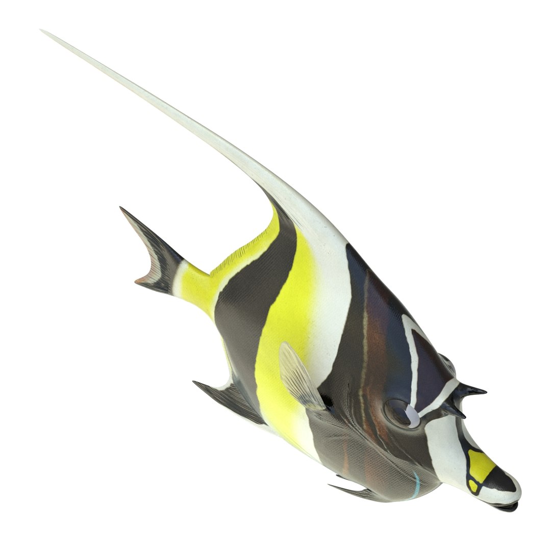 moorish idol fish 3d c4d https://p.turbosquid.com/ts-thumb/2k/KLcZ4C/g1WtHVud/moorishidolfish3dmodel09/jpg/1461569307/1920x1080/fit_q87/cb5670afc14fd18522e83d0cac0e9c16e0270658/moorishidolfish3dmodel09.jpg