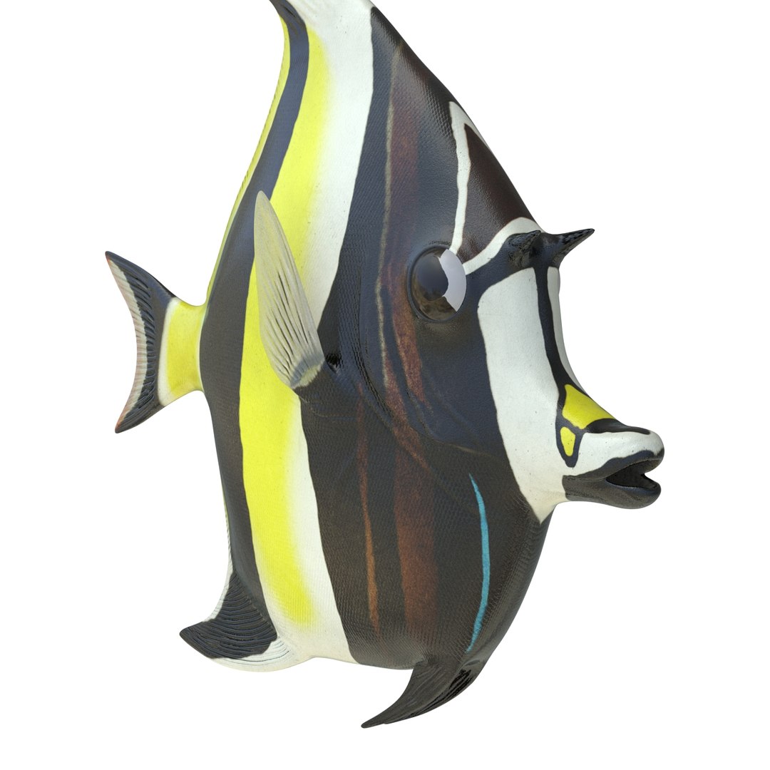 moorish idol fish 3d c4d https://p.turbosquid.com/ts-thumb/2k/KLcZ4C/mYspwnYf/moorishidolfish3dmodel21/jpg/1461569308/1920x1080/fit_q87/5e1f23a5d828f6603ee929fcaee4c728fe0f94bd/moorishidolfish3dmodel21.jpg