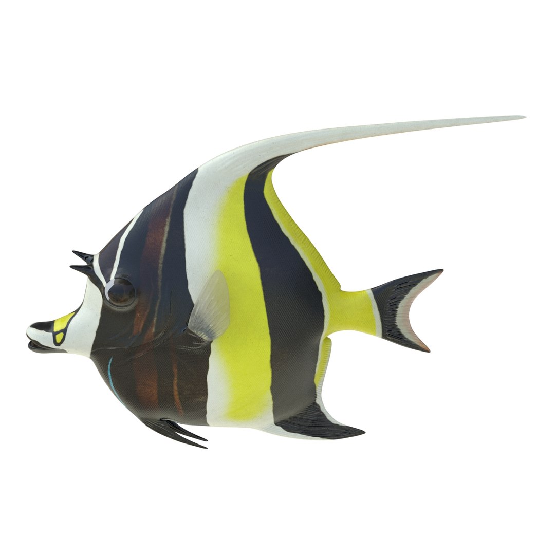 moorish idol fish 3d c4d https://p.turbosquid.com/ts-thumb/2k/KLcZ4C/ty8PReVO/moorishidolfish3dmodel08/jpg/1461569307/1920x1080/fit_q87/d2a5457c892f00c5a92d14391145712b51e0311d/moorishidolfish3dmodel08.jpg