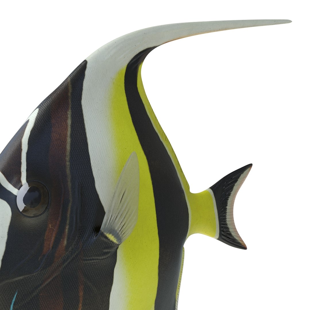 moorish idol fish 3d c4d https://p.turbosquid.com/ts-thumb/2k/KLcZ4C/wIY2ead3/moorishidolfish3dmodel23/jpg/1461569308/1920x1080/fit_q87/f2ab68f930c7fa62451808e5a166f711b25610ba/moorishidolfish3dmodel23.jpg