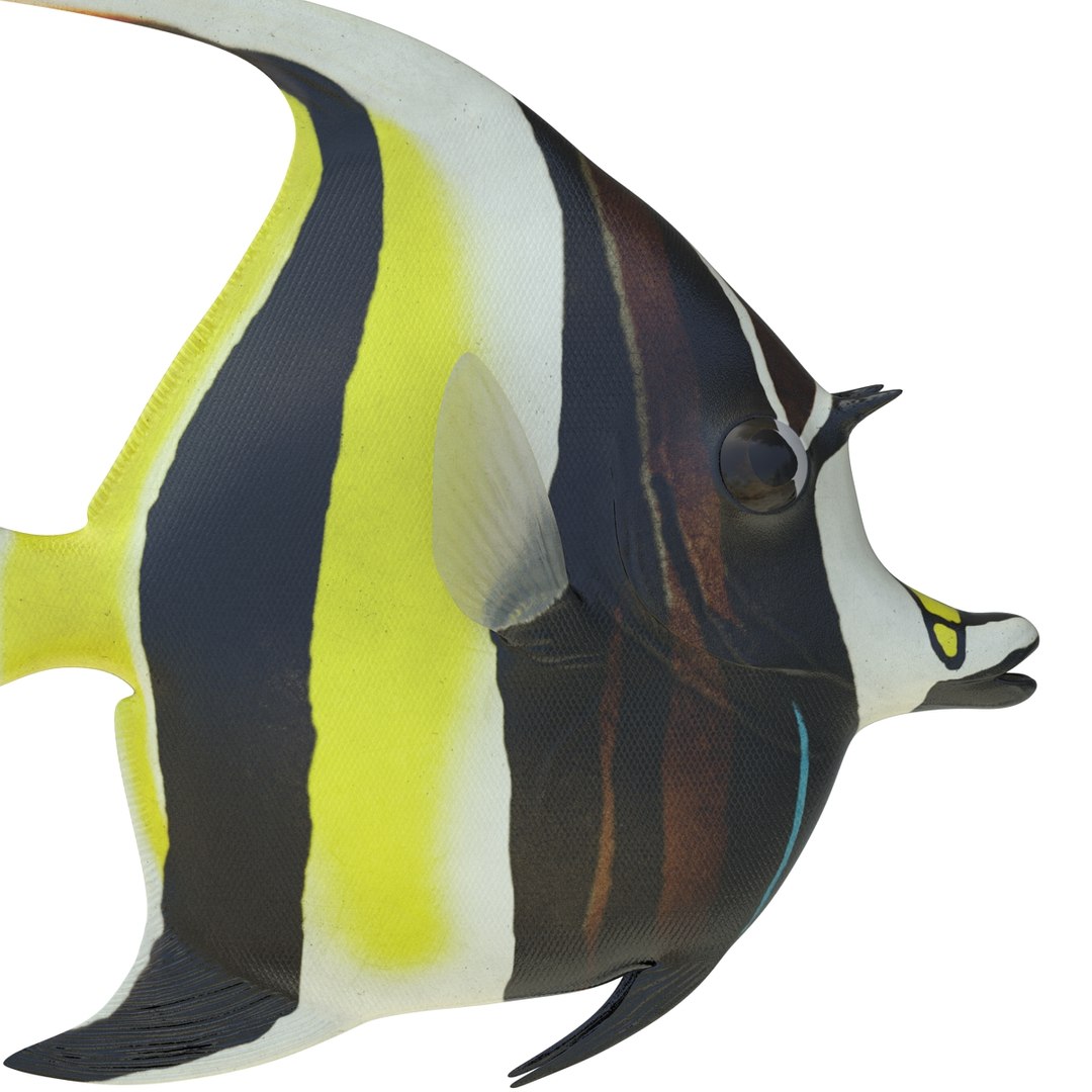 moorish idol fish 3d c4d https://p.turbosquid.com/ts-thumb/2k/KLcZ4C/yVVFTJAb/moorishidolfish3dmodel17/jpg/1461569308/1920x1080/fit_q87/b58ad1ef1cce299c8108b06e1eda69c4fe897a93/moorishidolfish3dmodel17.jpg