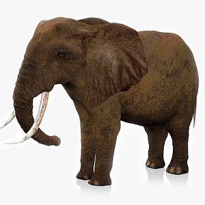 African Elephant RIGGED L2346 3D model