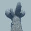 Desert Cactus