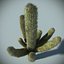 Desert Cactus