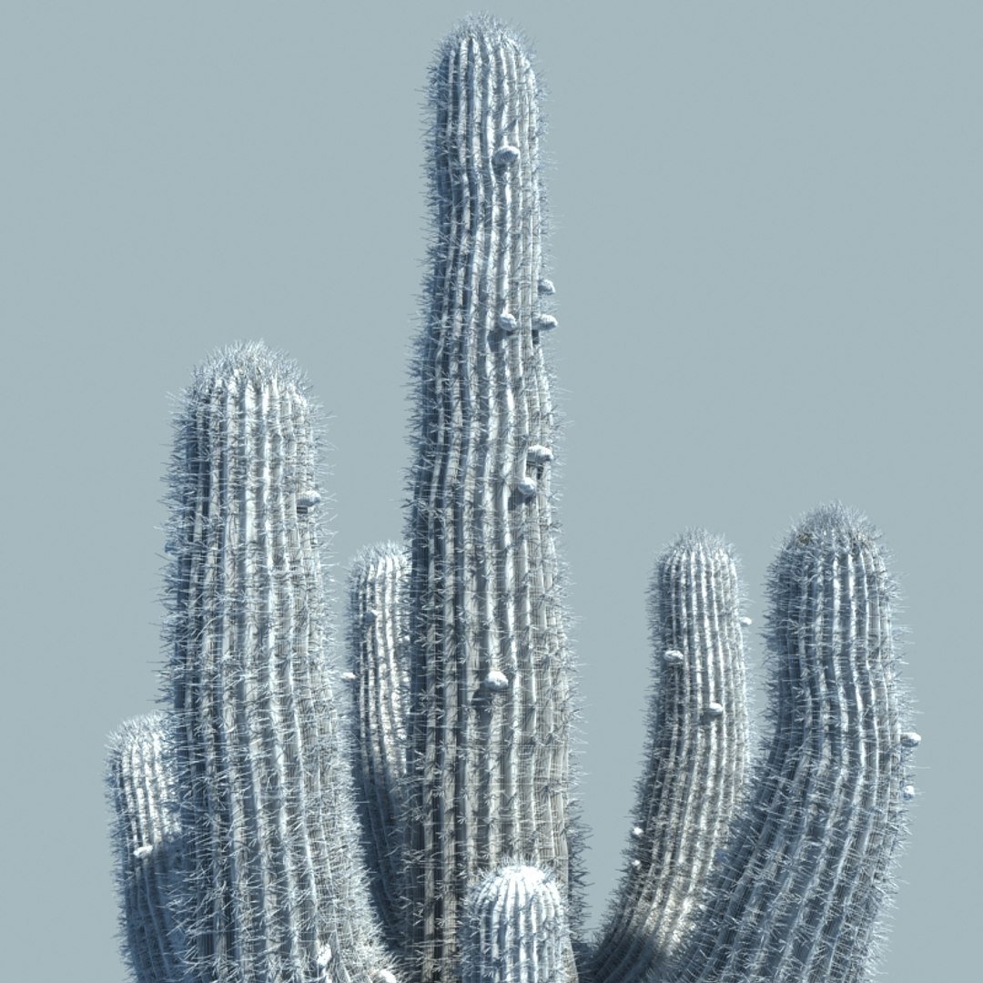 desert cactus 3d max https://p.turbosquid.com/ts-thumb/2k/PwIJZW/J9vLZt6y/w4/jpg/1469830092/1920x1080/fit_q87/0a4efba0b027a073e3b6a57f924767d9b35f4fff/w4.jpg