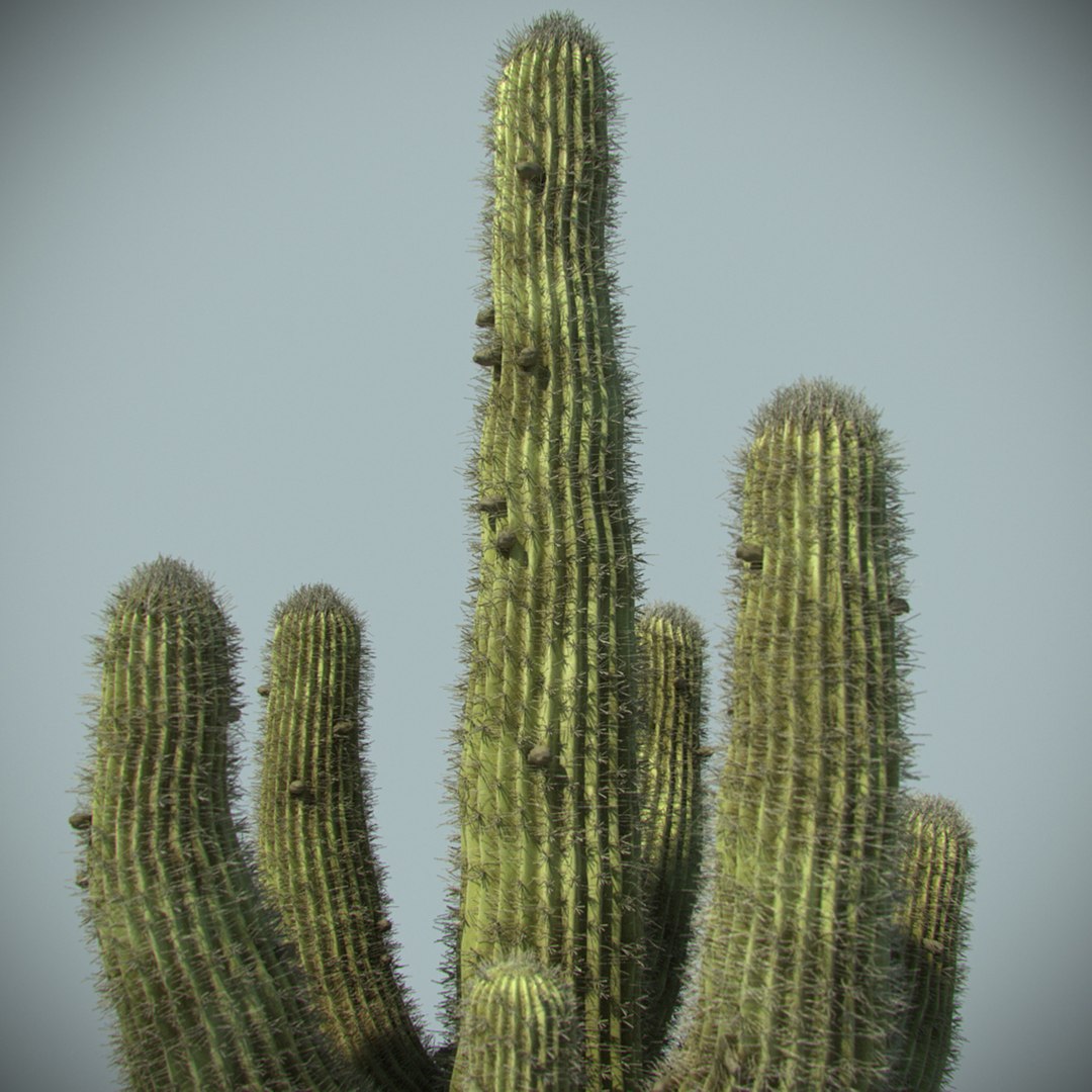 desert cactus 3d max https://p.turbosquid.com/ts-thumb/2k/PwIJZW/K9uisUNS/06/jpg/1469830092/1920x1080/fit_q87/828f5ca12124dd2cc26fbe4c5dfdd1d55c8bc1ac/06.jpg