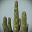 Desert Cactus