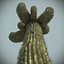 Desert Cactus