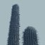 Desert Cactus