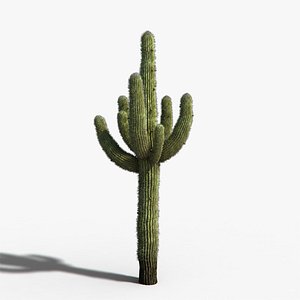 desert cactus 3d max