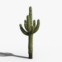 Desert Cactus