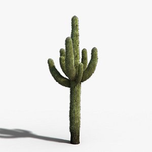 Desert Cactus