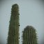 Desert Cactus