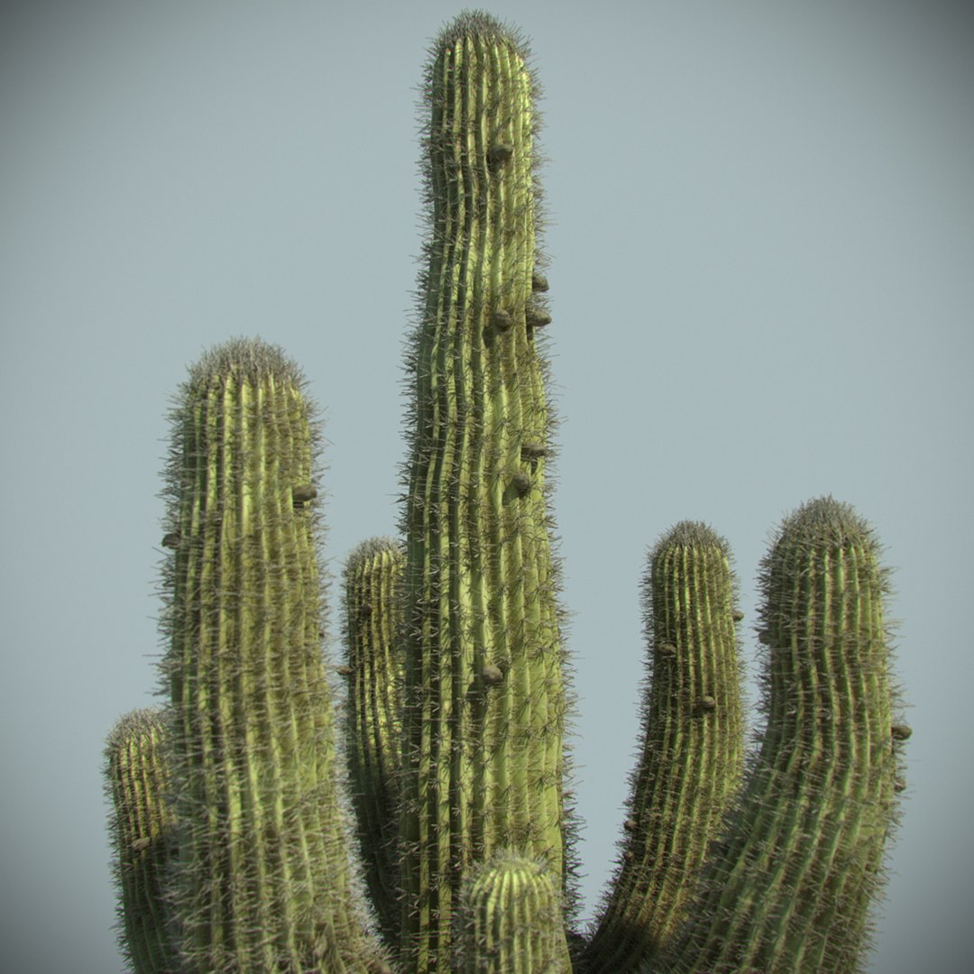 desert cactus 3d max https://p.turbosquid.com/ts-thumb/2k/PwIJZW/cYT1h2lF/04/jpg/1469830092/1920x1080/fit_q87/ef705ee278ce3cb4fe99867336d924e25c16562a/04.jpg