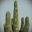 Desert Cactus