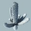 Desert Cactus
