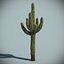 Desert Cactus