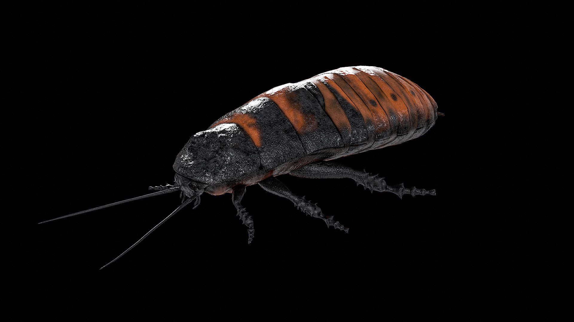 Madagascar Hissing Cockroach PBR 3D https://p.turbosquid.com/ts-thumb/2k/Uzjhqd/9w/z00/png/1699877675/1920x1080/turn_fit_q99/c0f2d9cfafcf5f677ae927444582ff8ab6285dcd/z00-1.jpg