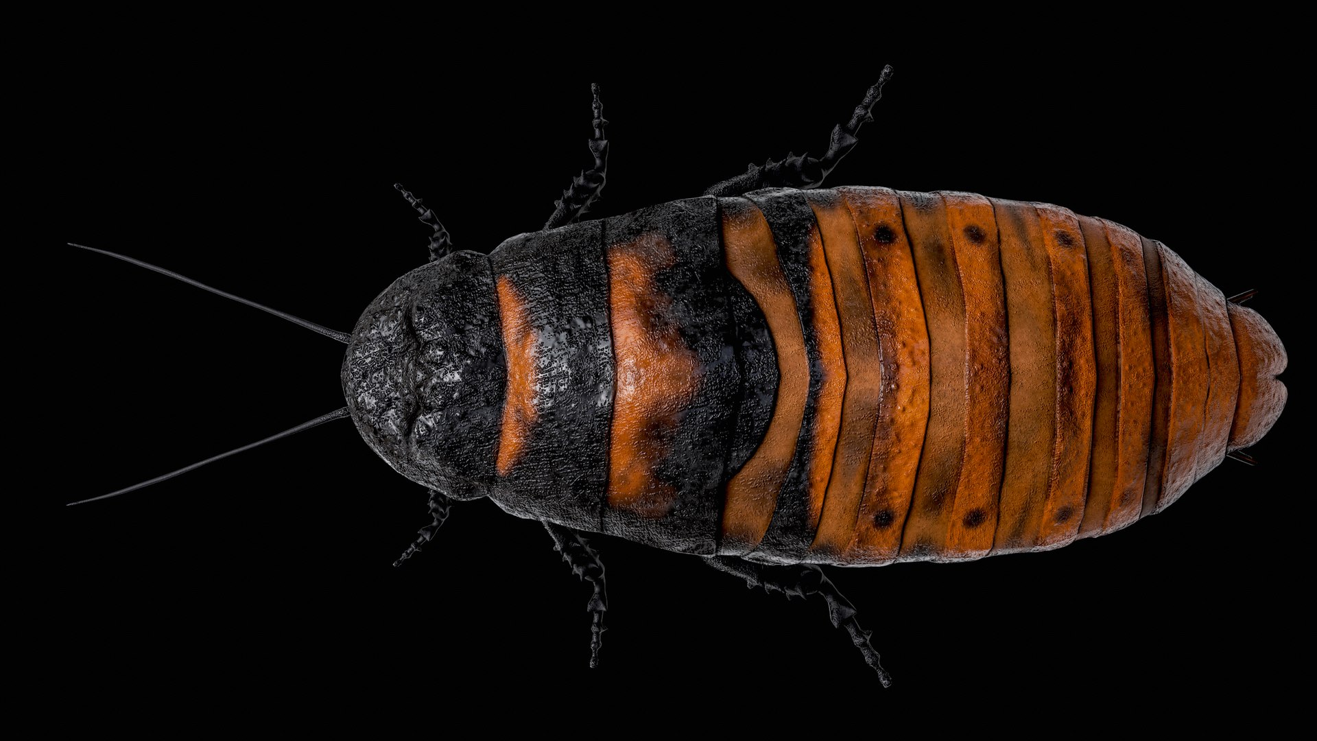 Madagascar Hissing Cockroach PBR 3D https://p.turbosquid.com/ts-thumb/2k/Uzjhqd/IR/r_viewport_020/png/1699877313/1920x1080/fit_q87/3e2ee67bde4dd720217d4c041bf85a9ded676575/r_viewport_020.jpg