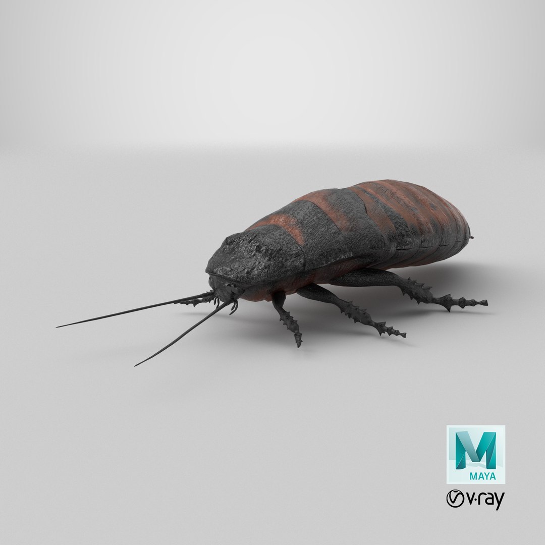 Madagascar Hissing Cockroach PBR 3D https://p.turbosquid.com/ts-thumb/2k/Uzjhqd/O3/stemcell_maya_vray_render/png/1724968852/1920x1080/fit_q87/6d66a2bf4550eeb672b9fdd8eb54a1f24bcee9fa/stemcell_maya_vray_render.jpg