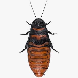 Madagascar Hissing Cockroach PBR