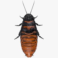 Madagascar Hissing Cockroach PBR