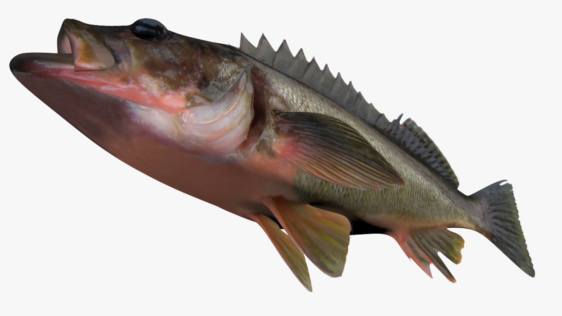 Saltwater Fish Collection 30 model https://p.turbosquid.com/ts-thumb/2k/XK3HOa/5s/2/jpg/1562505087/1920x1080/fit_q87/d5e279001efa9aa4a5eab82c15abaf3b98770be7/2.jpg