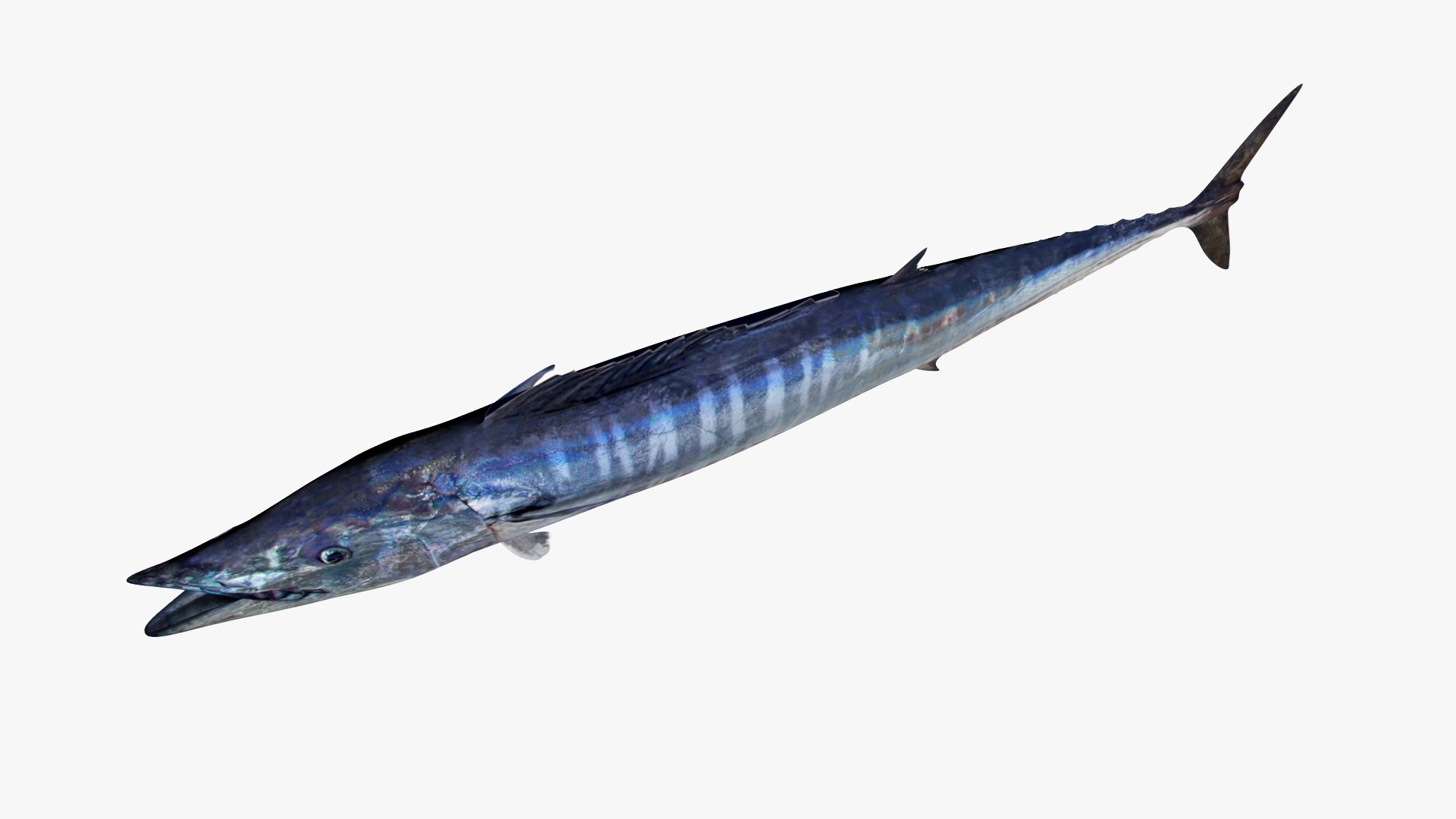 Saltwater Fish Collection 30 model https://p.turbosquid.com/ts-thumb/2k/XK3HOa/63/33/jpg/1641755409/1920x1080/fit_q87/1cb2d770aaa419b00329be28ff32bf62cf500509/33.jpg