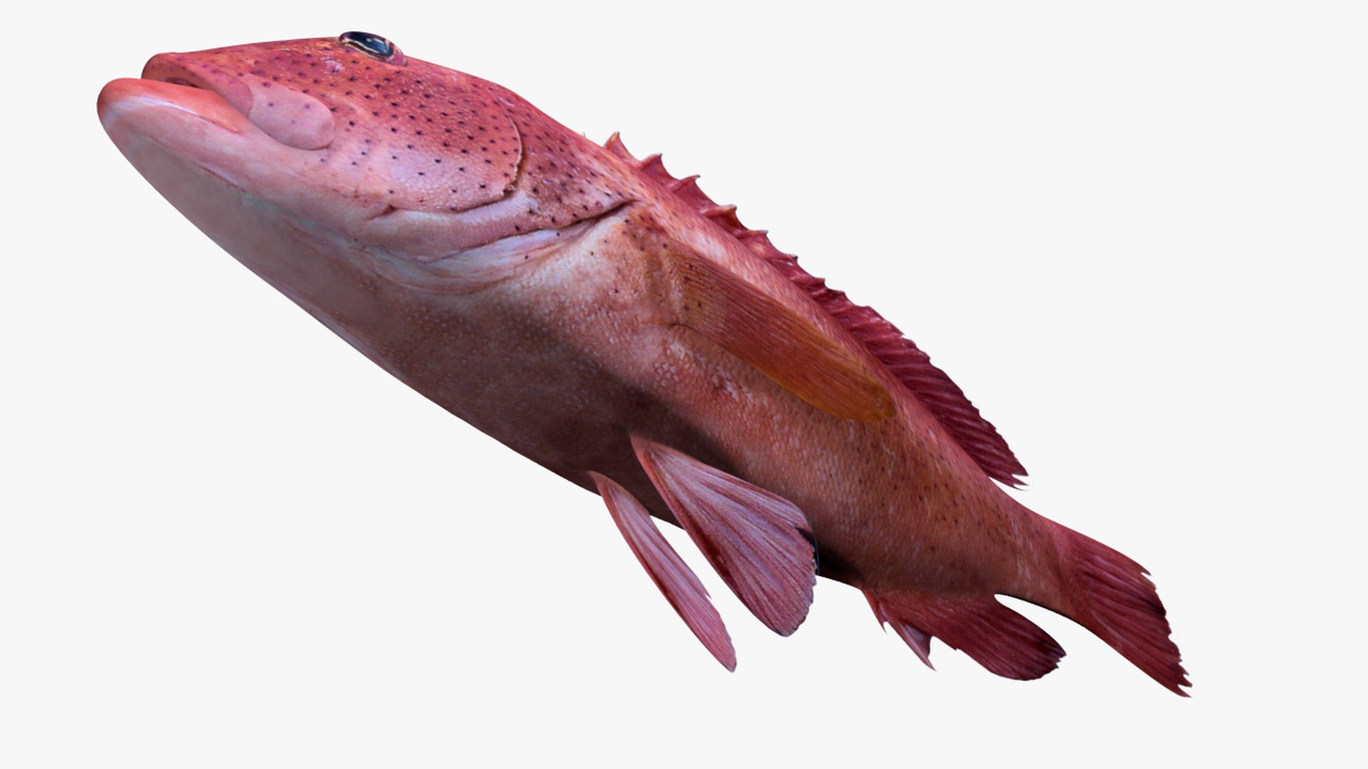 Saltwater Fish Collection 30 model https://p.turbosquid.com/ts-thumb/2k/XK3HOa/76/2/jpg/1584989546/1920x1080/fit_q87/9d95574c4b26acafab44b44796df6d80019f5db5/2.jpg