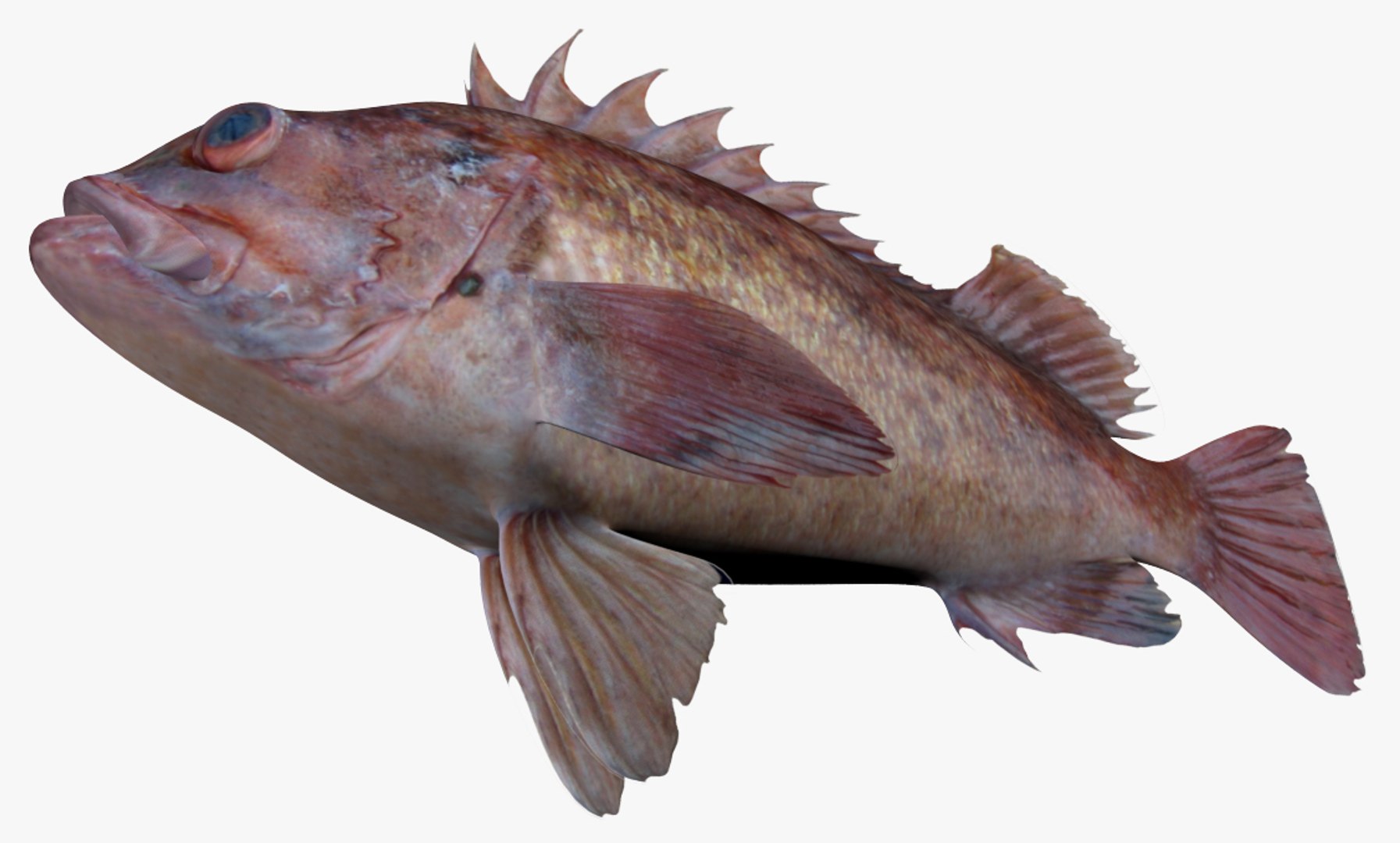 Saltwater Fish Collection 30 model https://p.turbosquid.com/ts-thumb/2k/XK3HOa/AL/2/jpg/1562499556/1920x1080/fit_q87/2d635e41866b7f19dc97f6b5705b6ef18079c15c/2.jpg