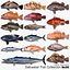 Saltwater Fish Collection 30