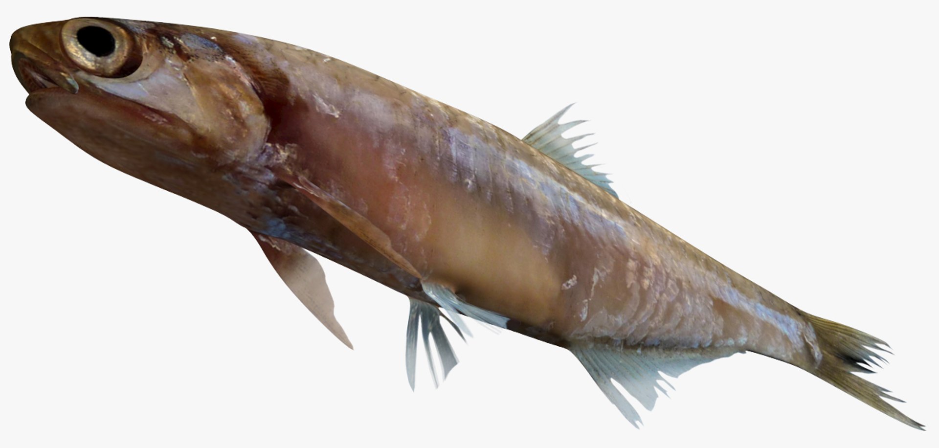 Saltwater Fish Collection 30 model https://p.turbosquid.com/ts-thumb/2k/XK3HOa/qg/2/jpg/1579044689/1920x1080/fit_q87/290e5603ceccedf5b1a936b4814a3966203444ca/2.jpg